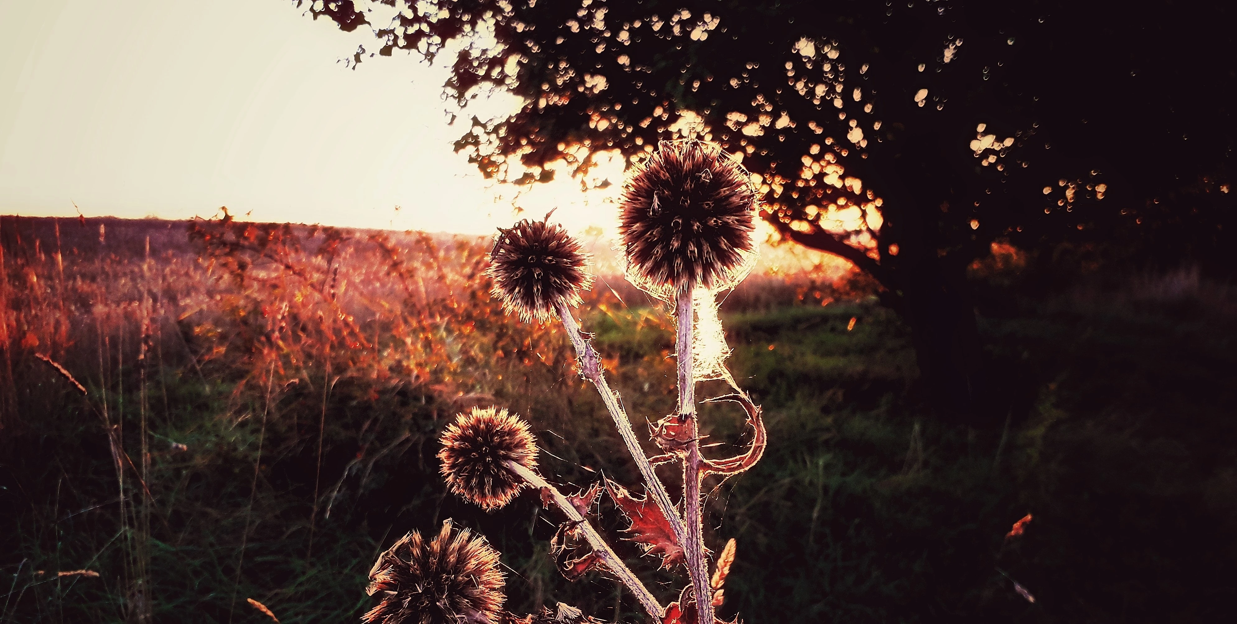 Detail bodláků v protisvětle se zlatými odlesky a pavučinou
