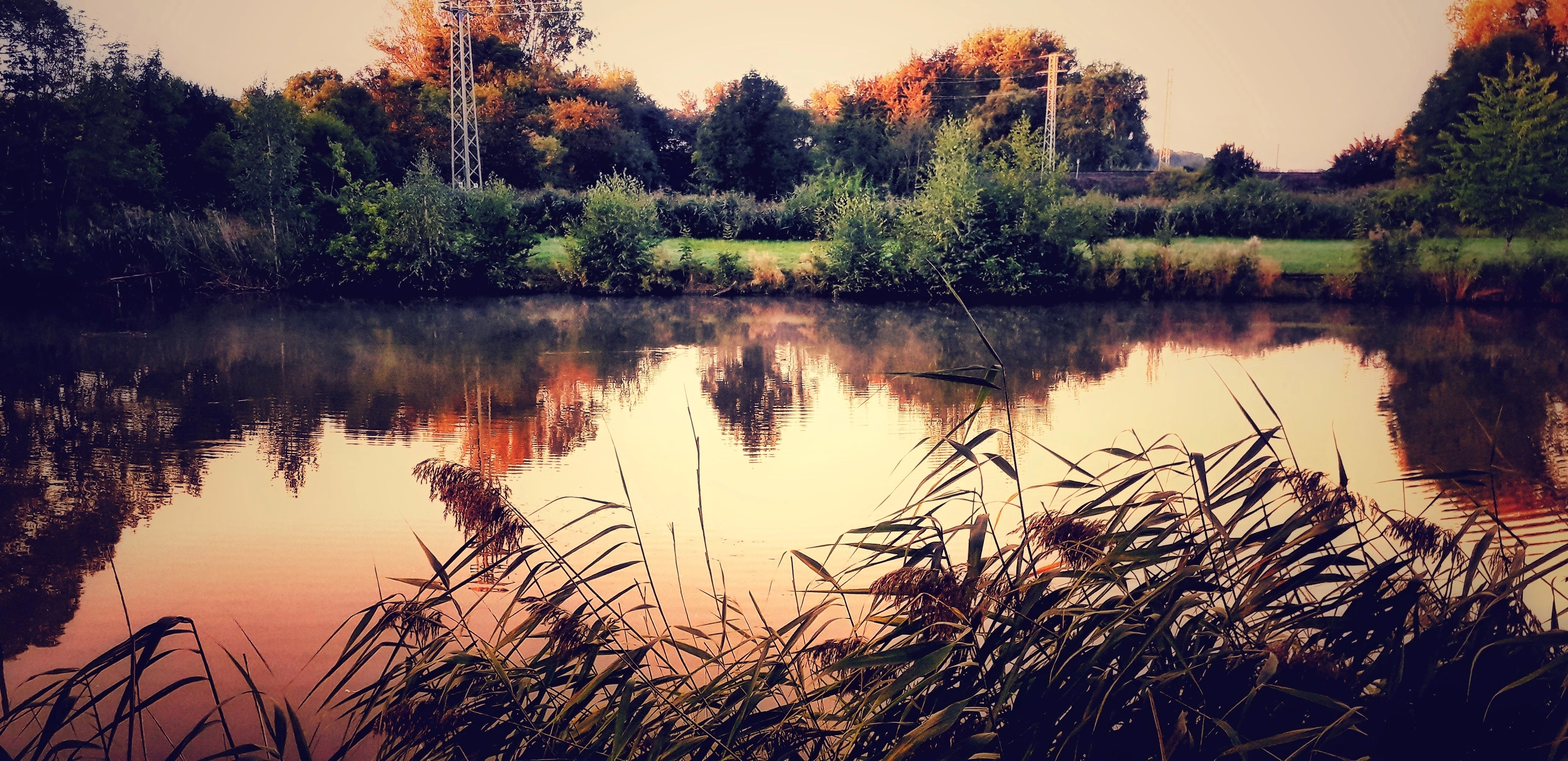 Tichá hladina rybníka s odrazem stromů, v popředí rákosí