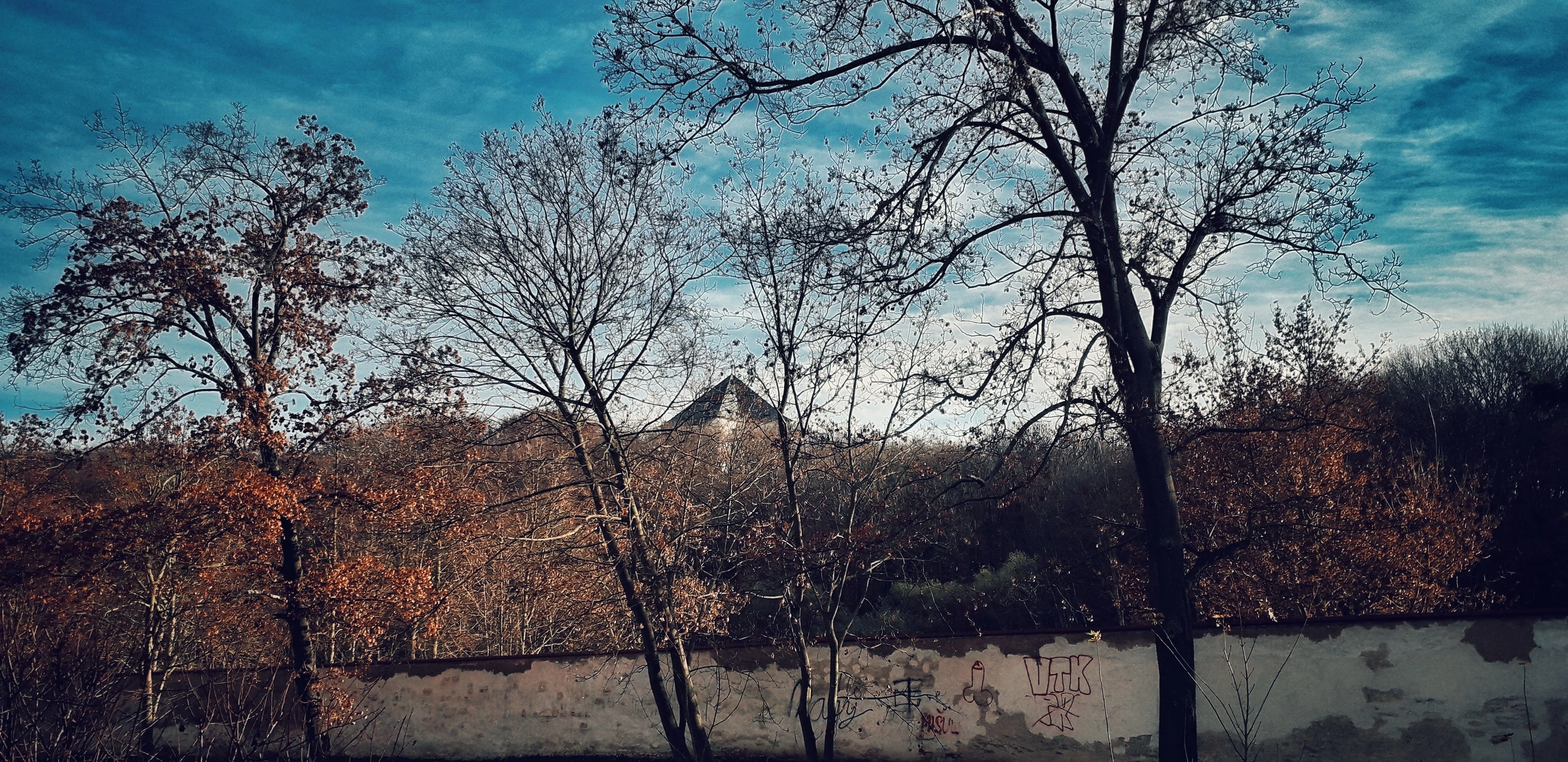 Zimní stromy a stará zeď s graffiti, v dálce budovy a chladná obloha