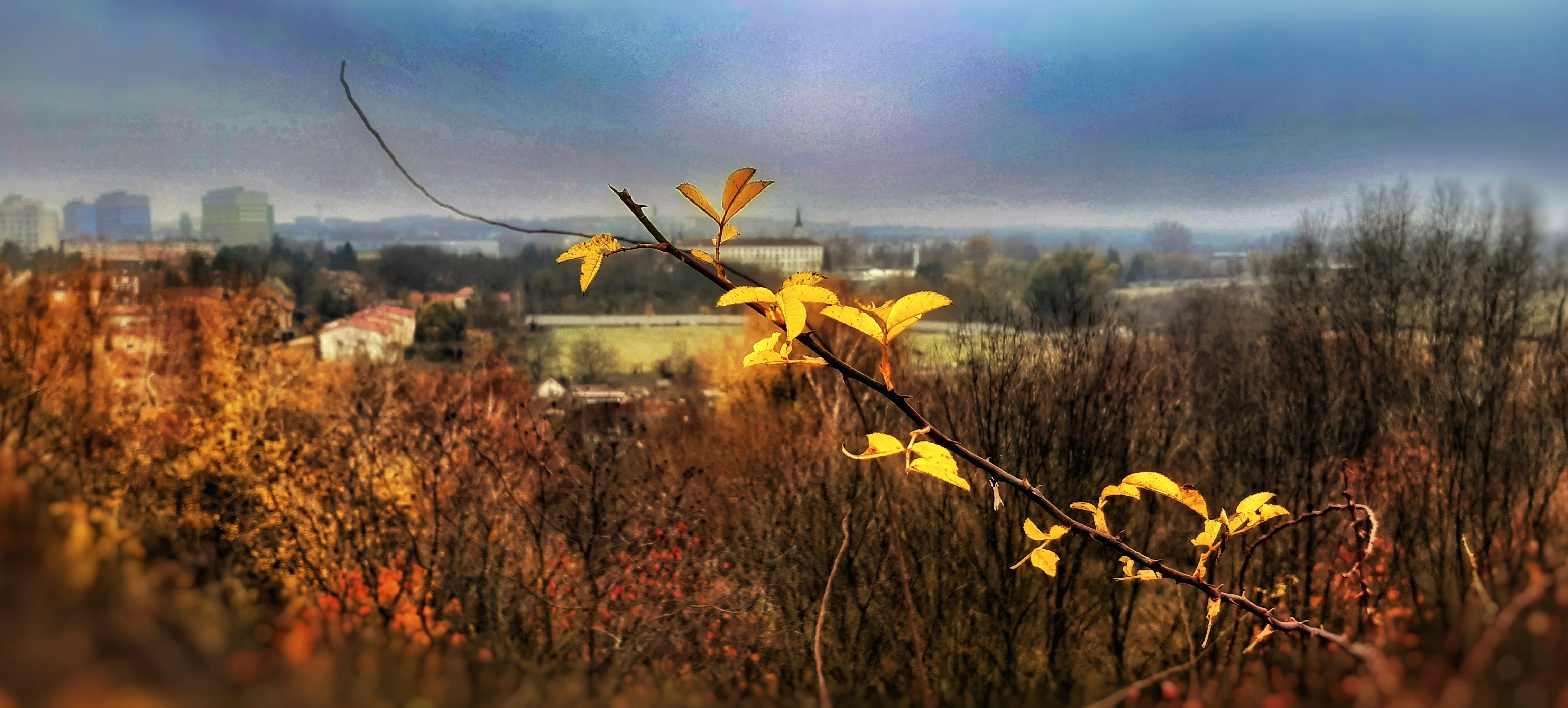 Detail žlutých listů na větvi, rozostřené město a podzimní stromy v pozadí