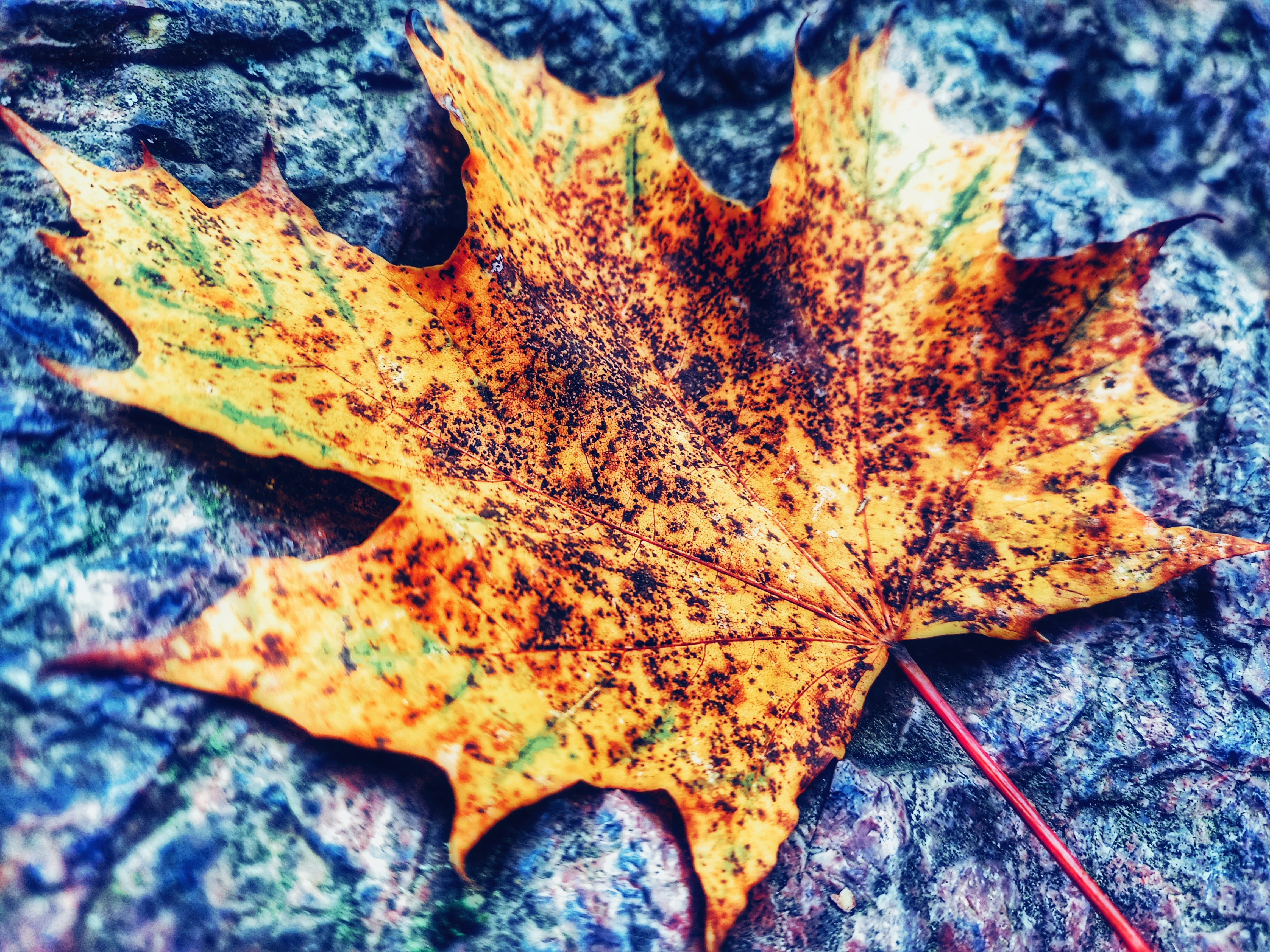 Makro javorového listu položeného na kameni