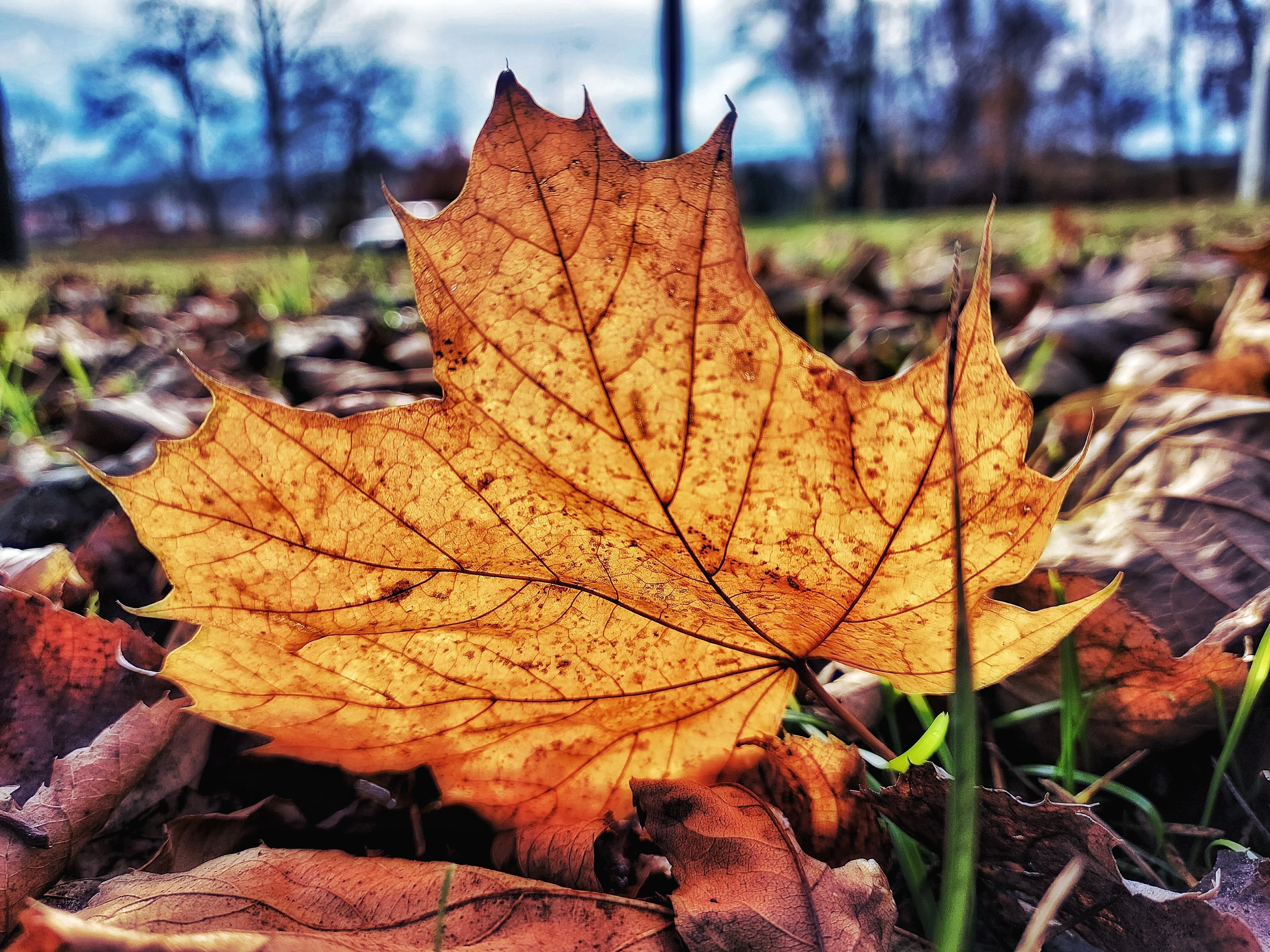 Javorový list v protisvětle ležící v trávě