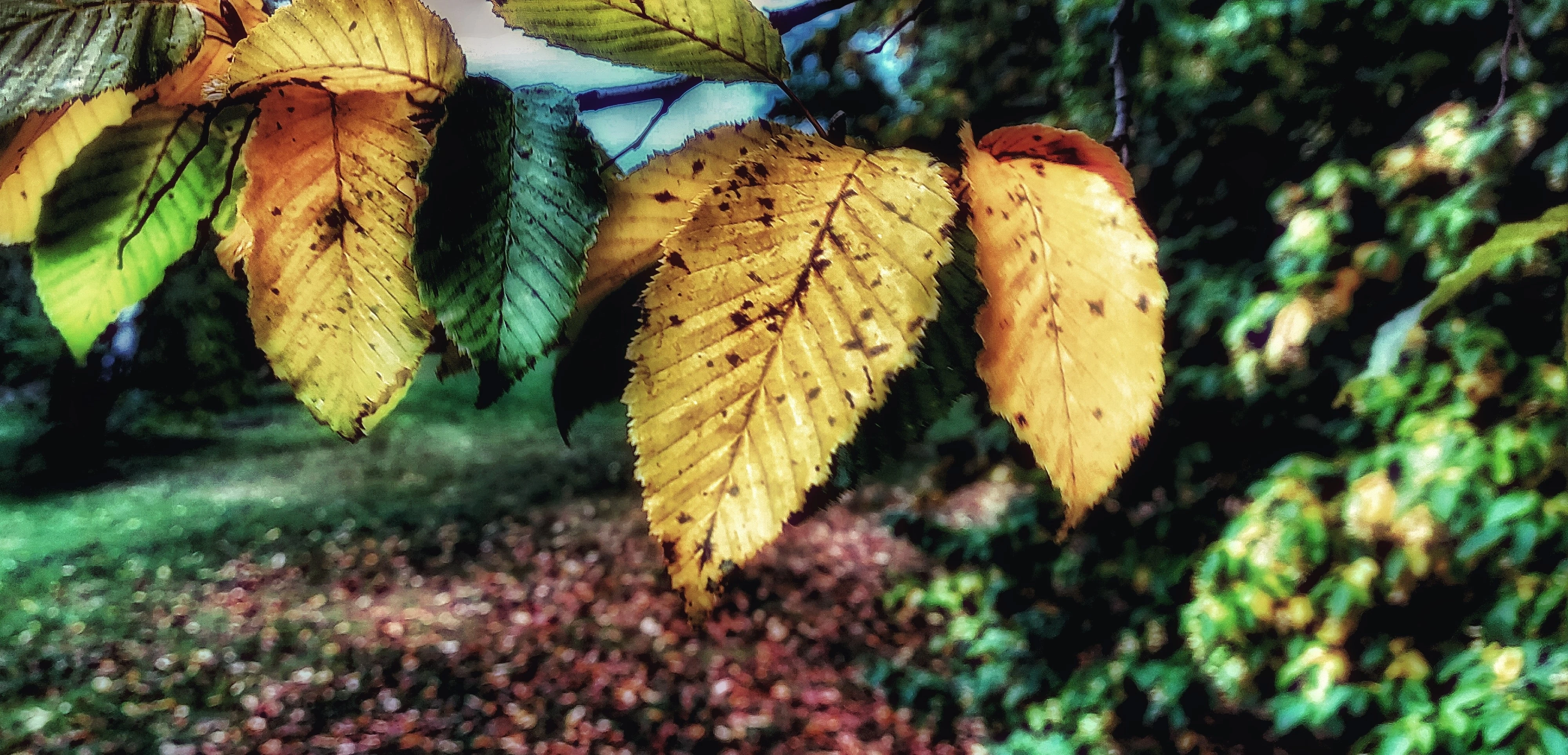 Zelenožluté listy na větvi s rozostřeným pozadím