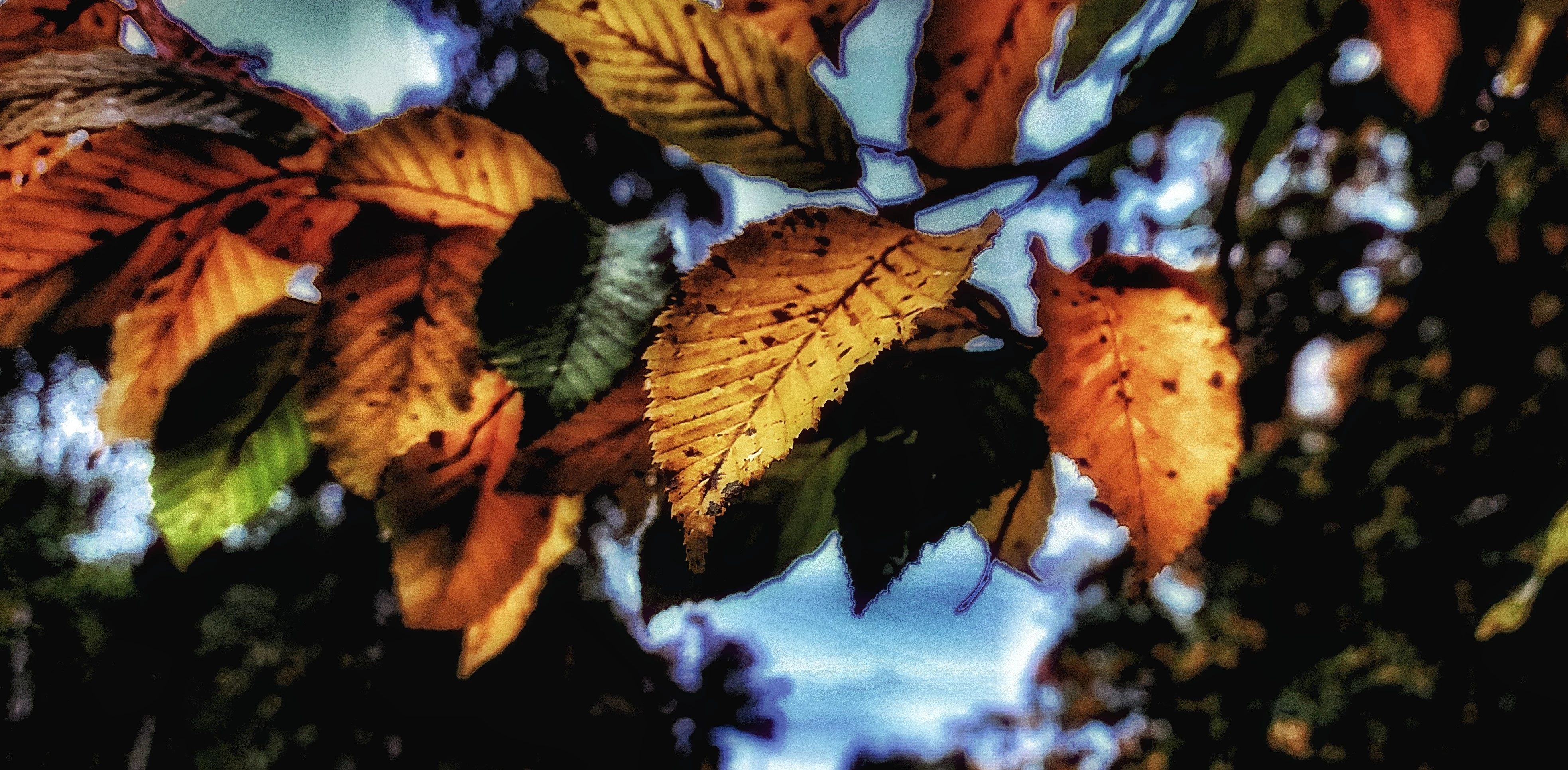 Podzimní listy v kontrastu proti modré obloze
