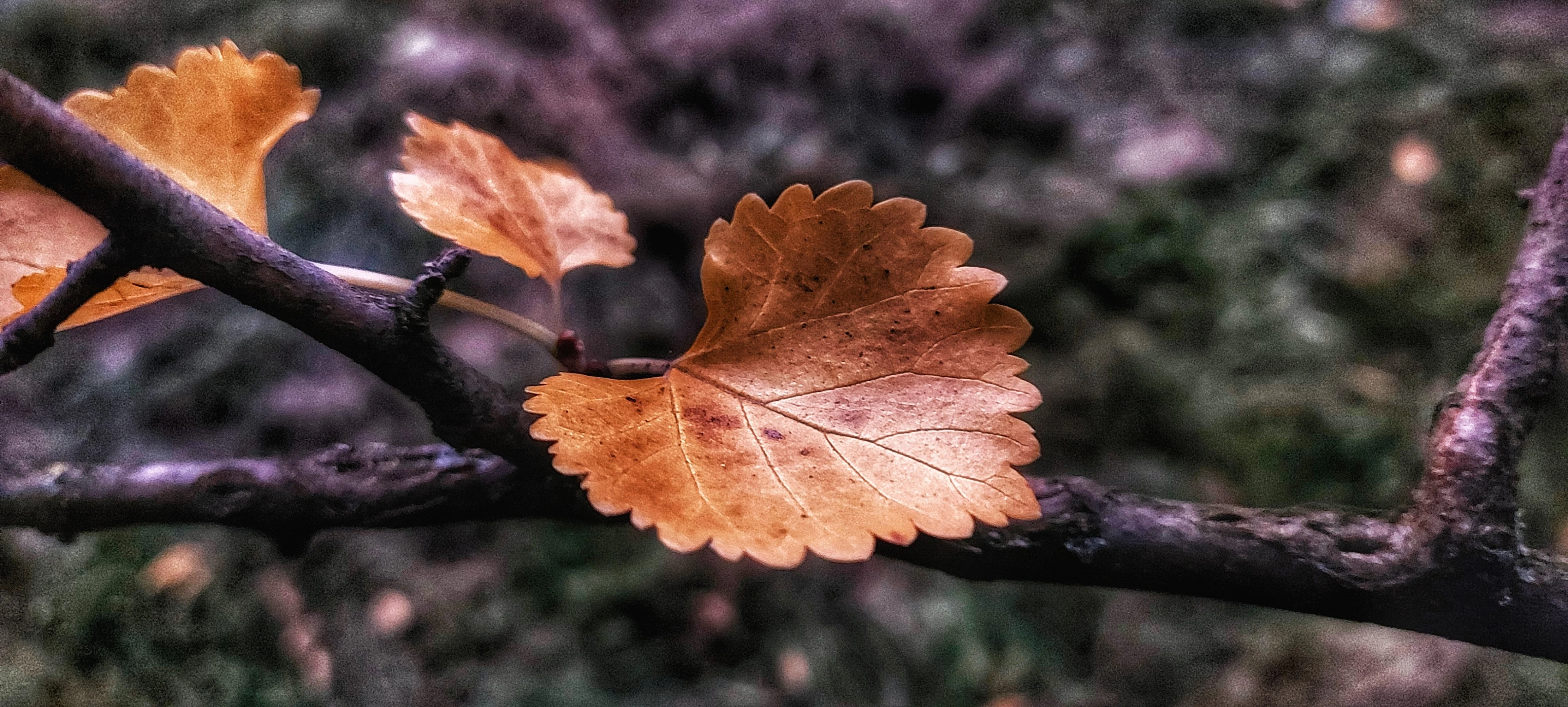 Detail zubatého listu rostoucího na větvi