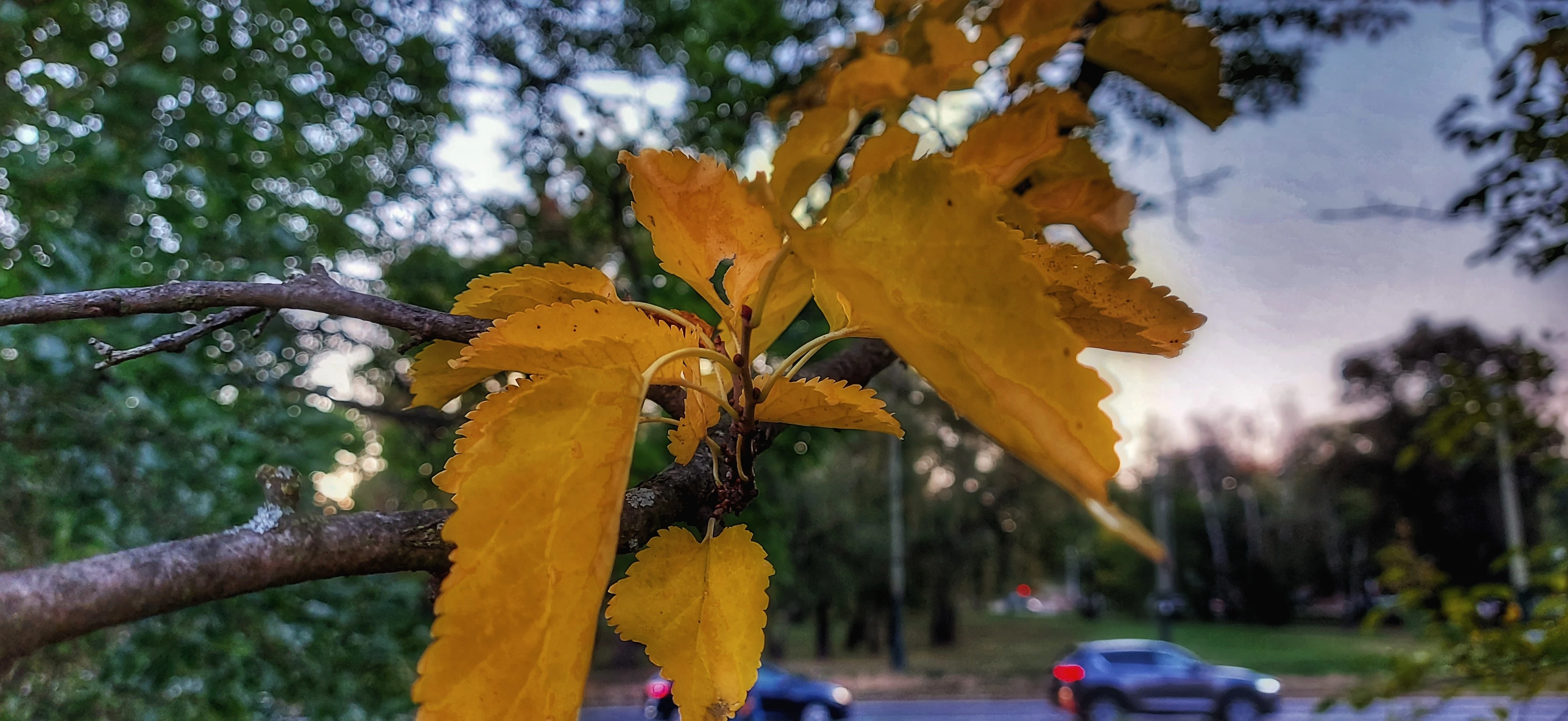 Žluté listy v popředí a městská ulice v pozadí