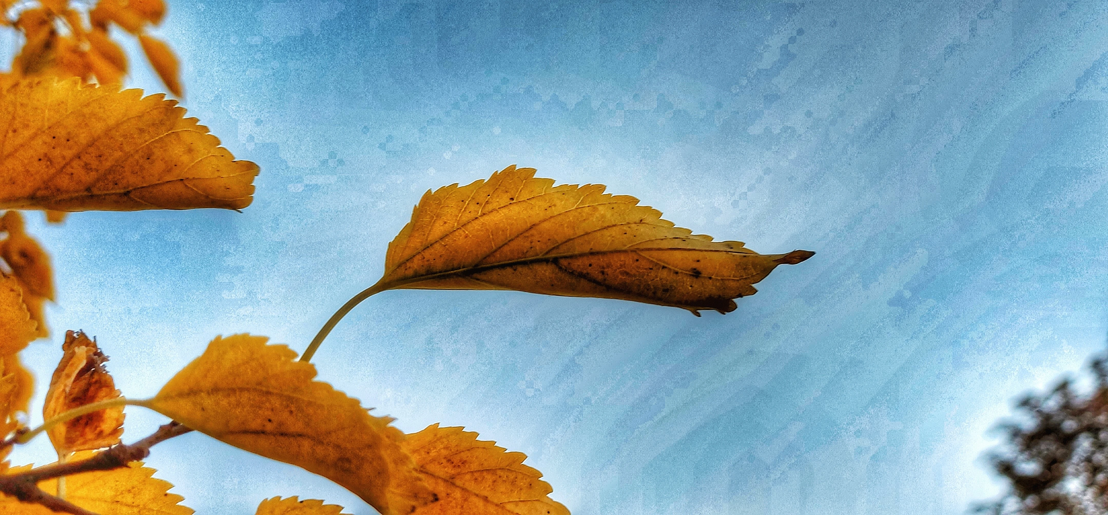 Žlutý list prohnutý větrem proti modré obloze