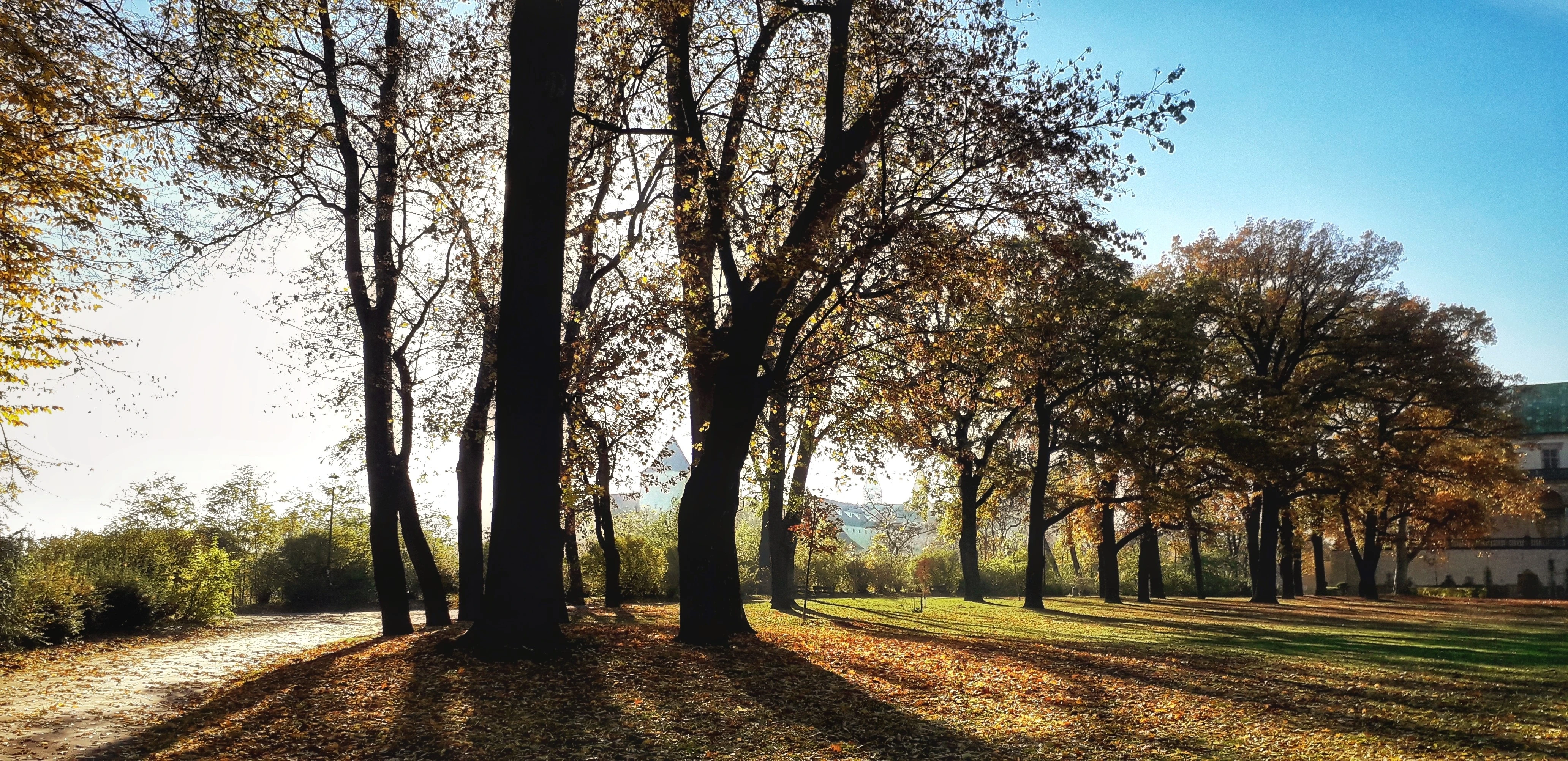 Park a dlouhé stíny stromů v nízkém podzimním slunci