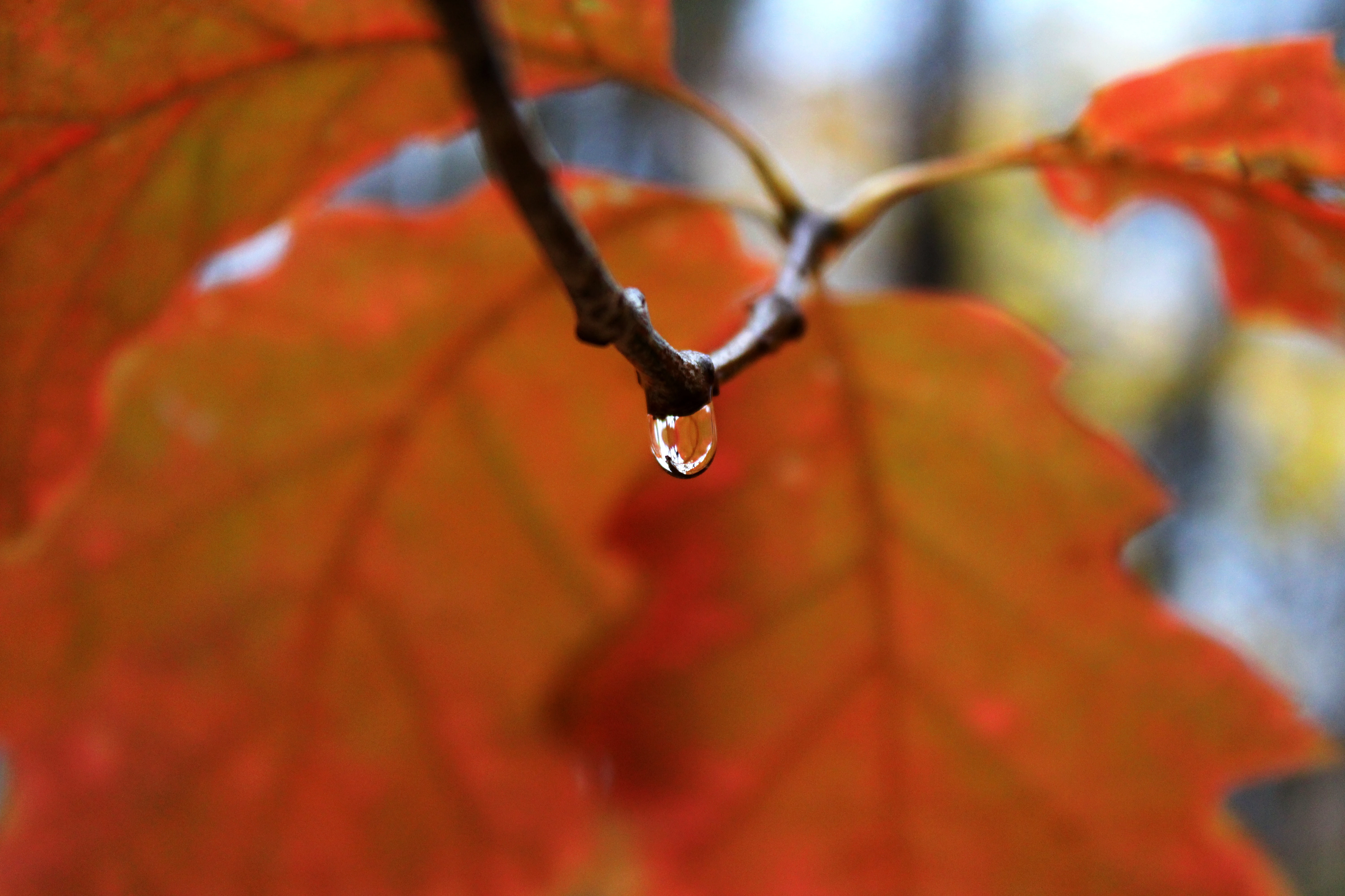 Kapka vody zavěšená na tenké větvi s rozostřeným pozadím lesa