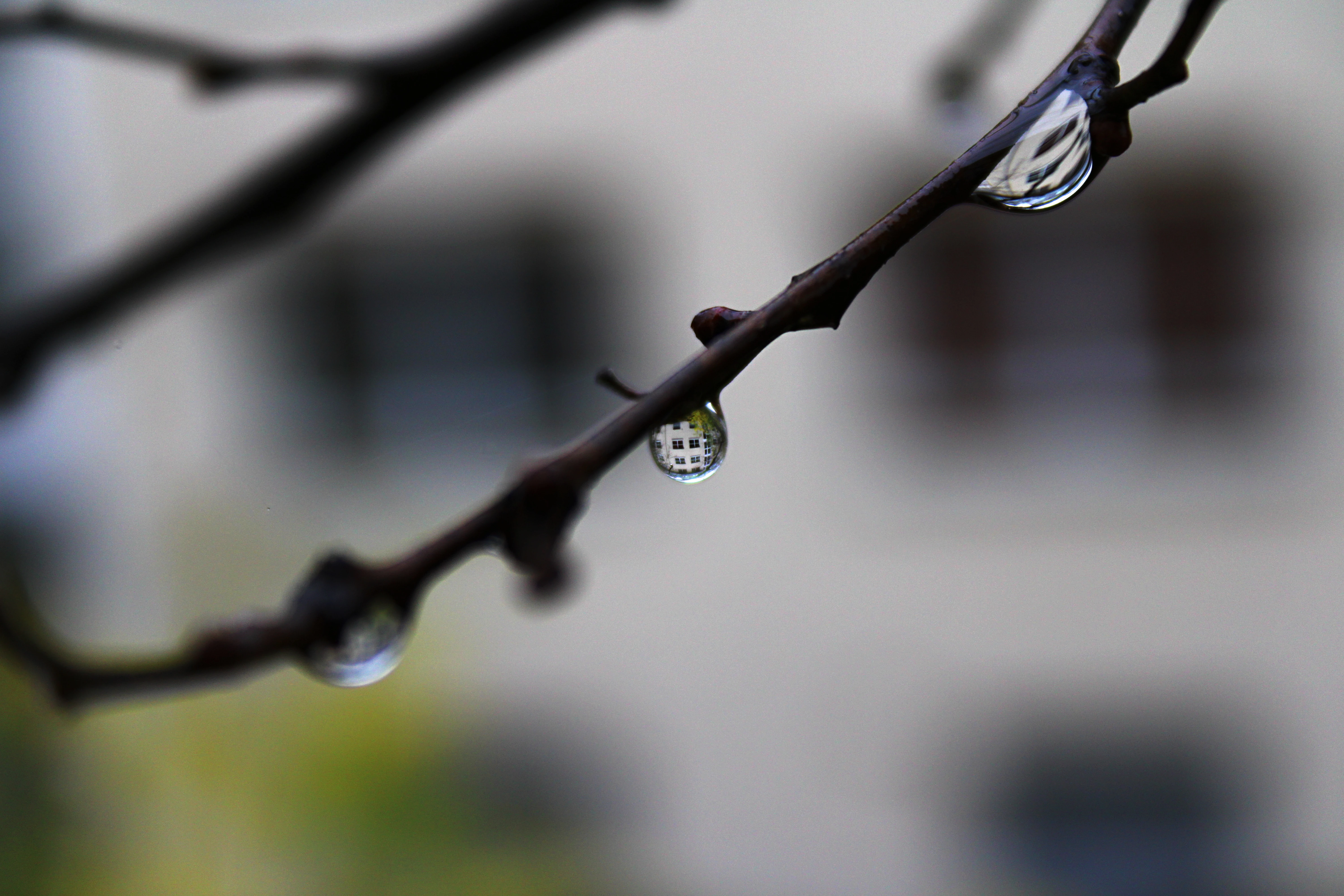 Kapka vody na větvi odrážející rozmazané pozadí