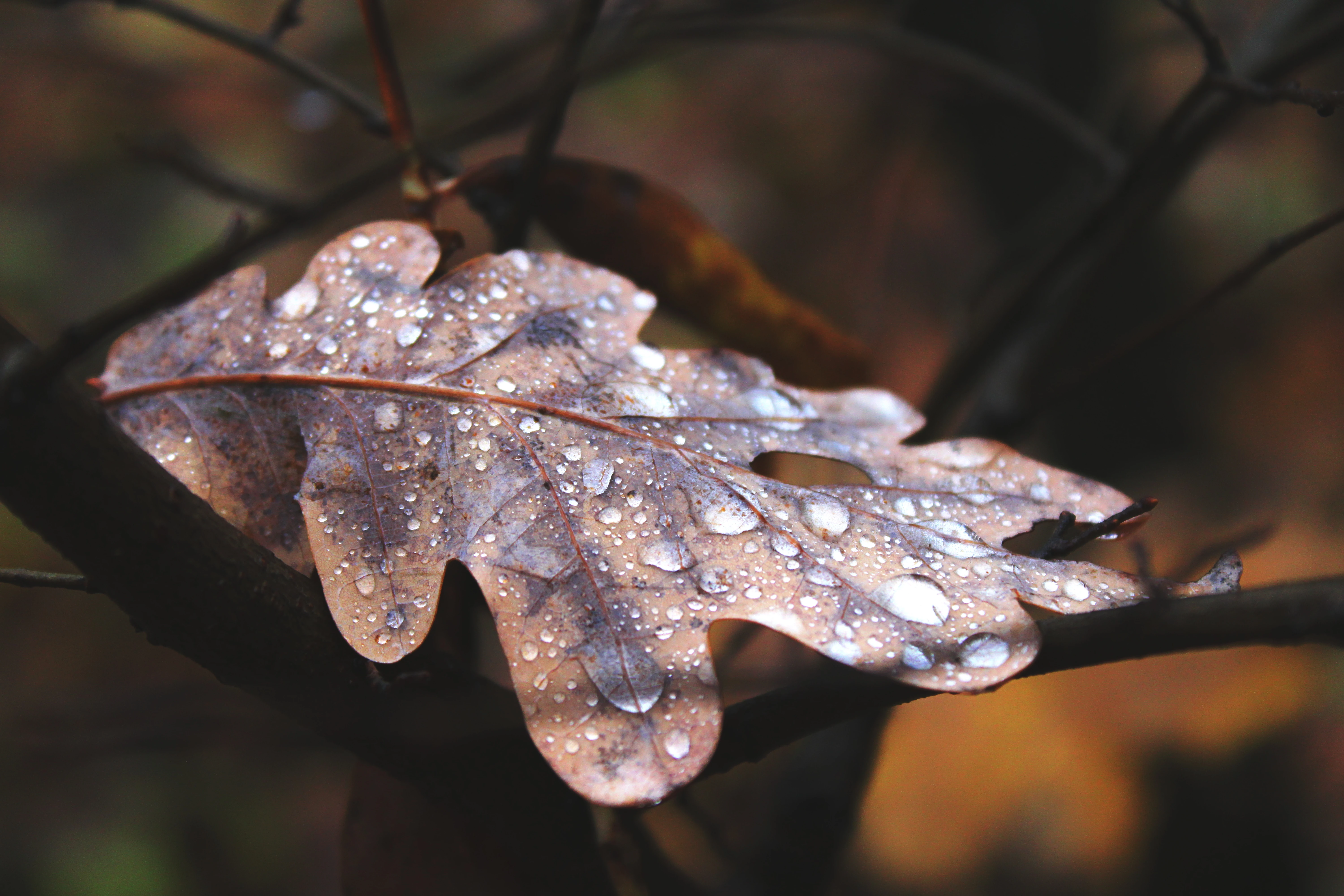 Detail listu s kapkami vody po dešti