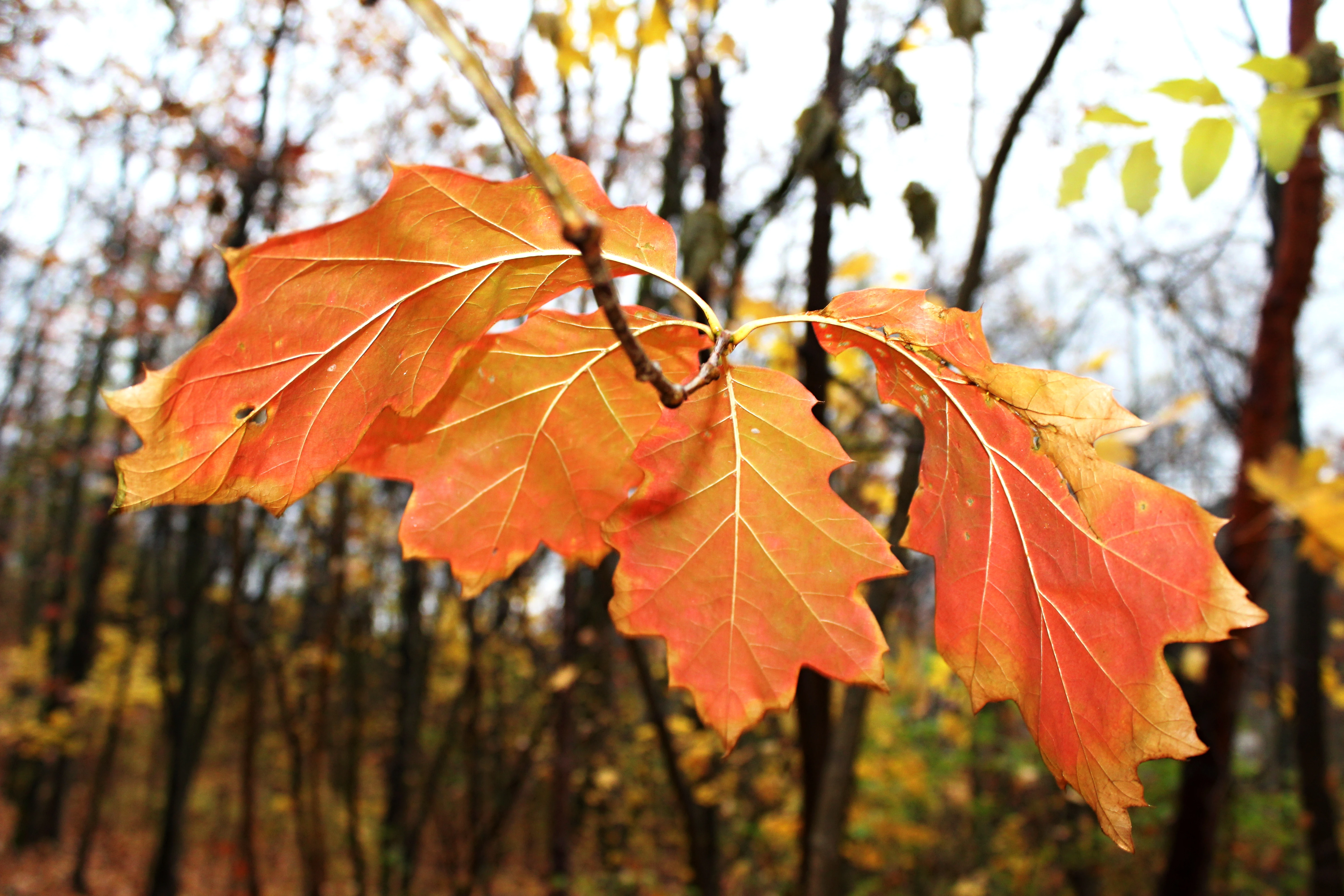 Detail oranžového listu ležícího na zemi mezi dalšími listy
