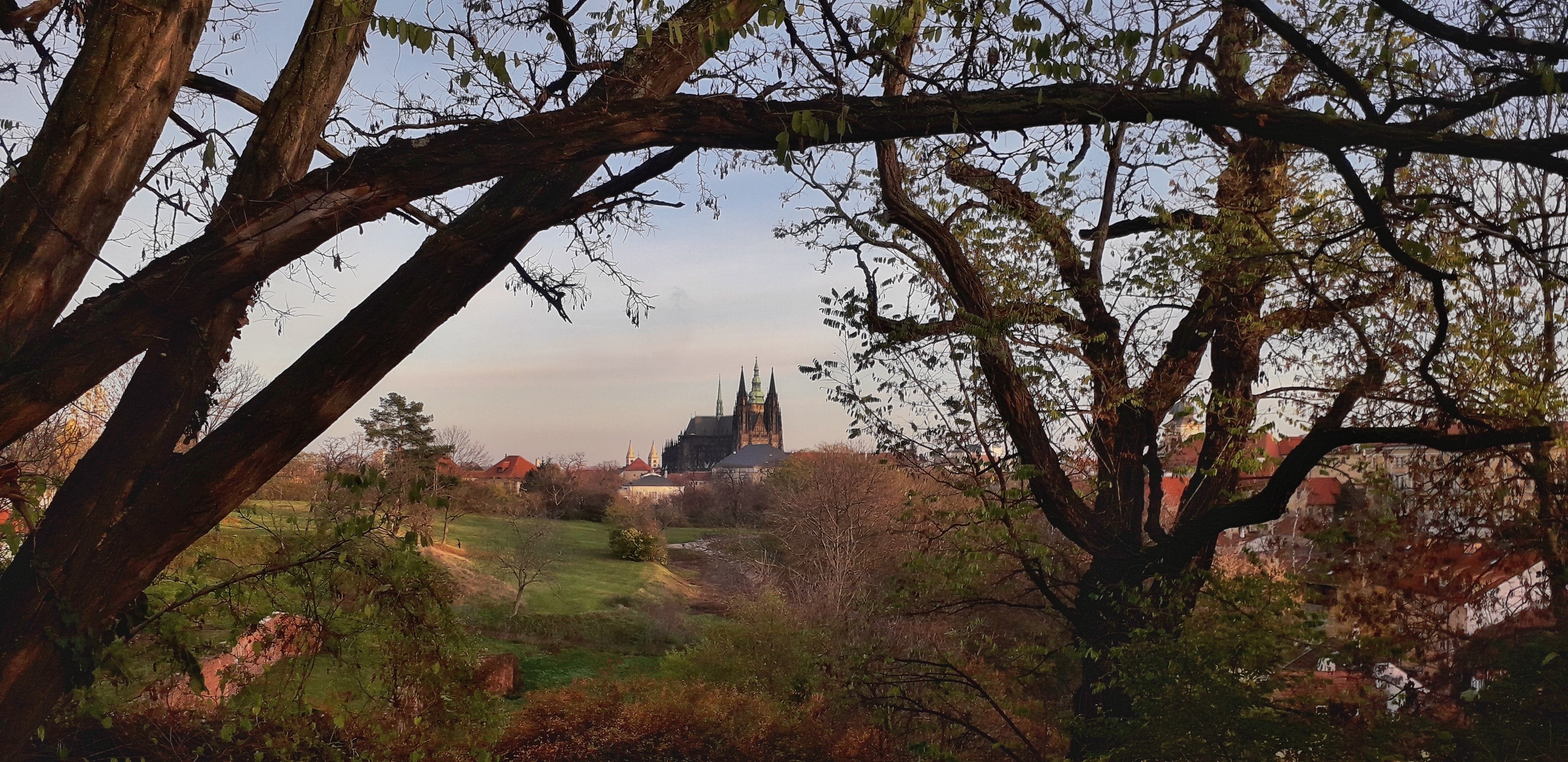 Pražský hrad orámovaný větvemi stromů nad zelenou strání