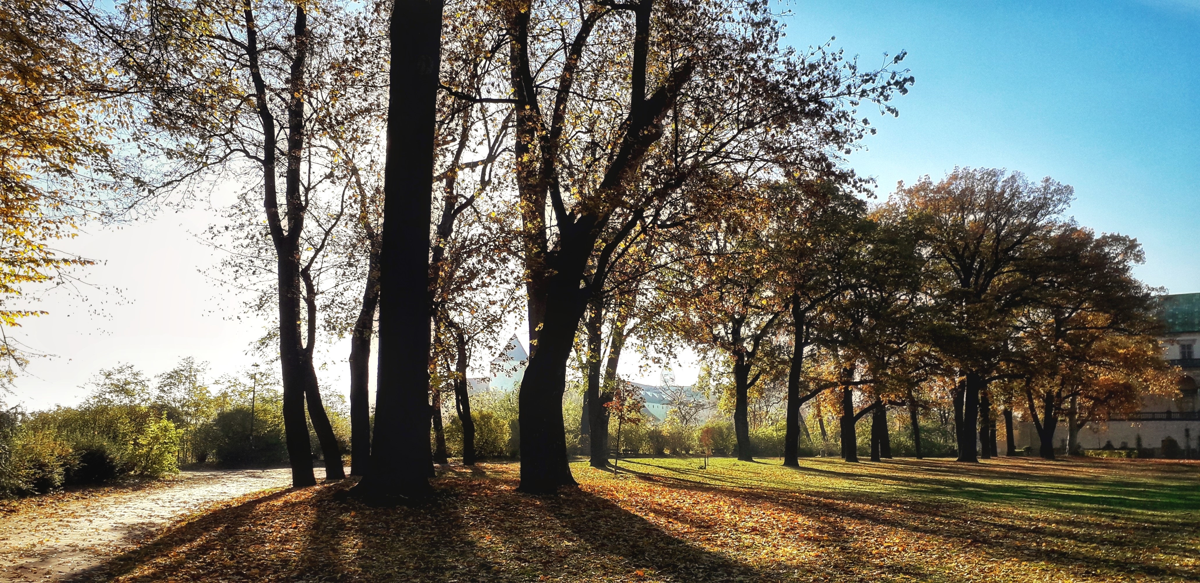 Park v nízkém podzimním slunci; dlouhé stíny kmenů a zlaté listí