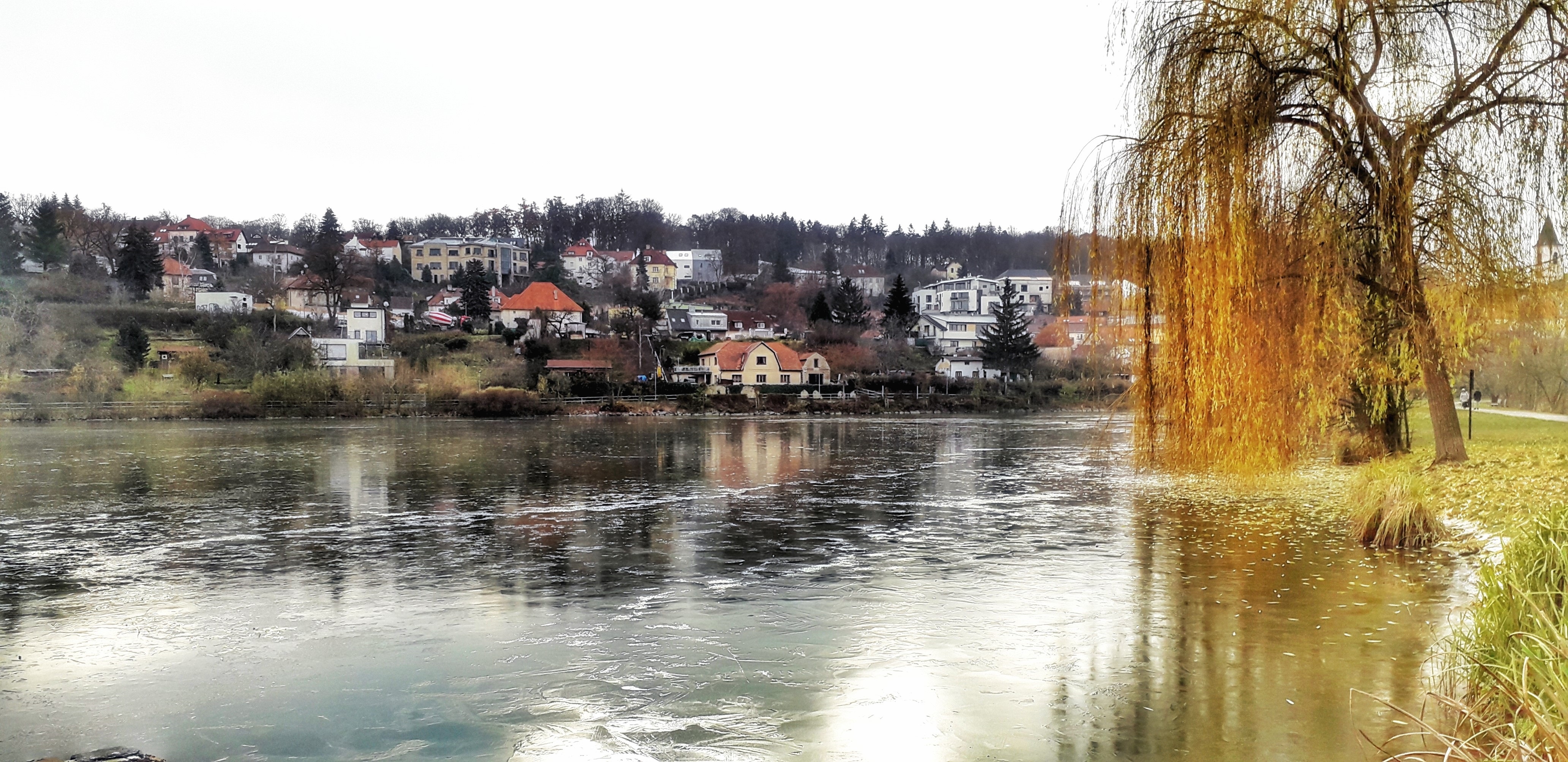 Zamrzající hladina u břehu s vrbou; domky na protějším svahu