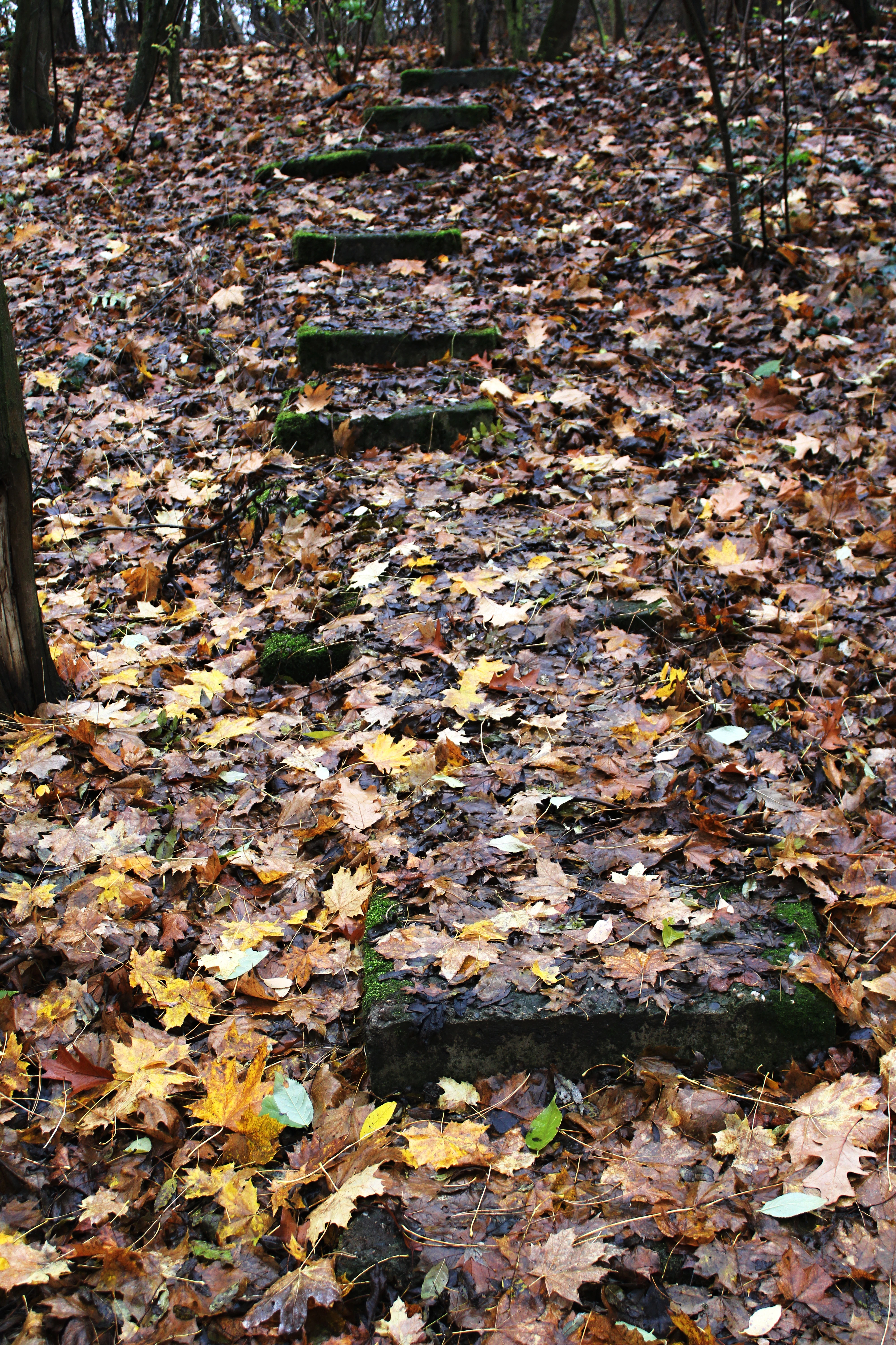 Lesní schody zasypané spadaným podzimním listím ve svahu