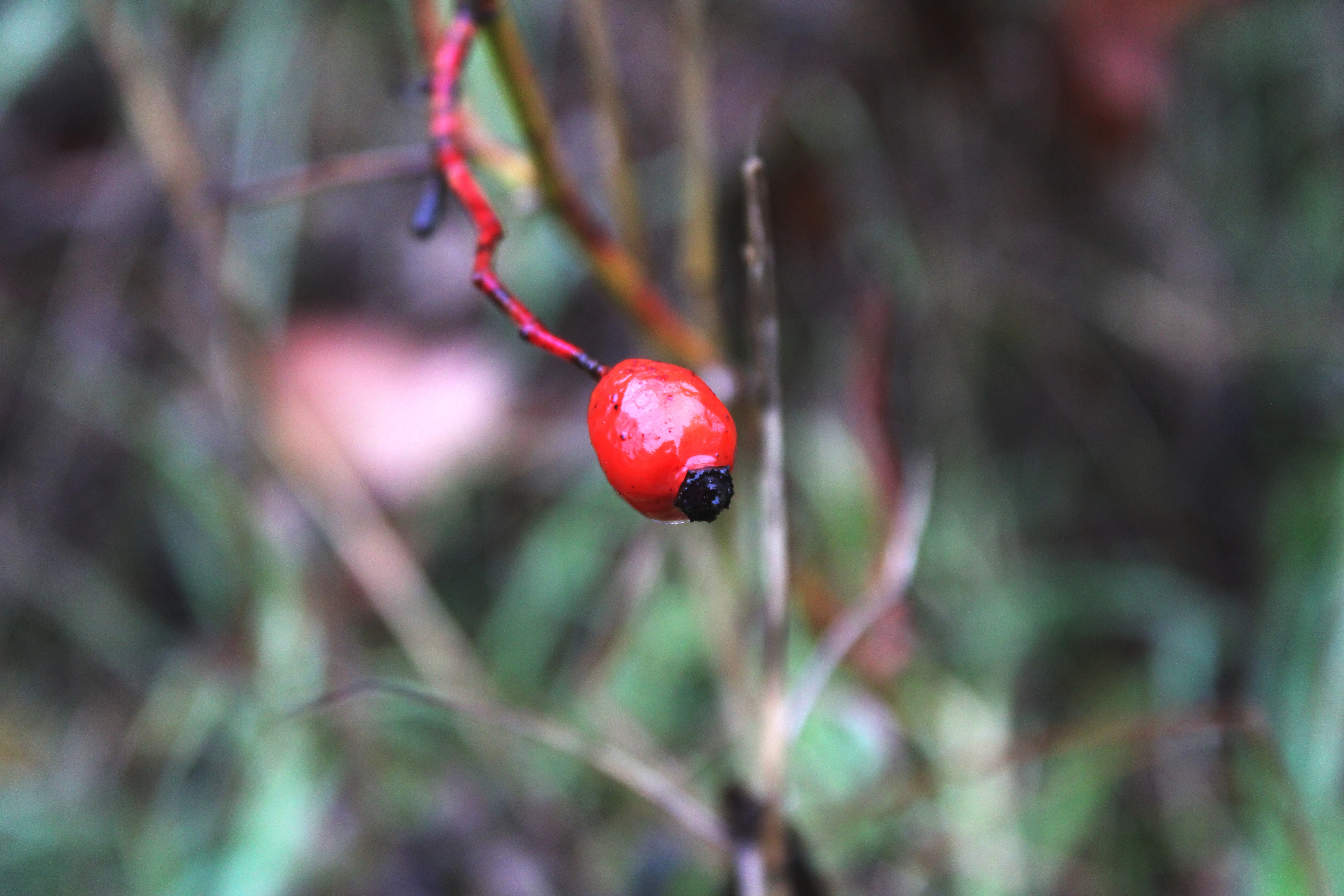 Červený šípek na větvi uprostřed podzimního lesa