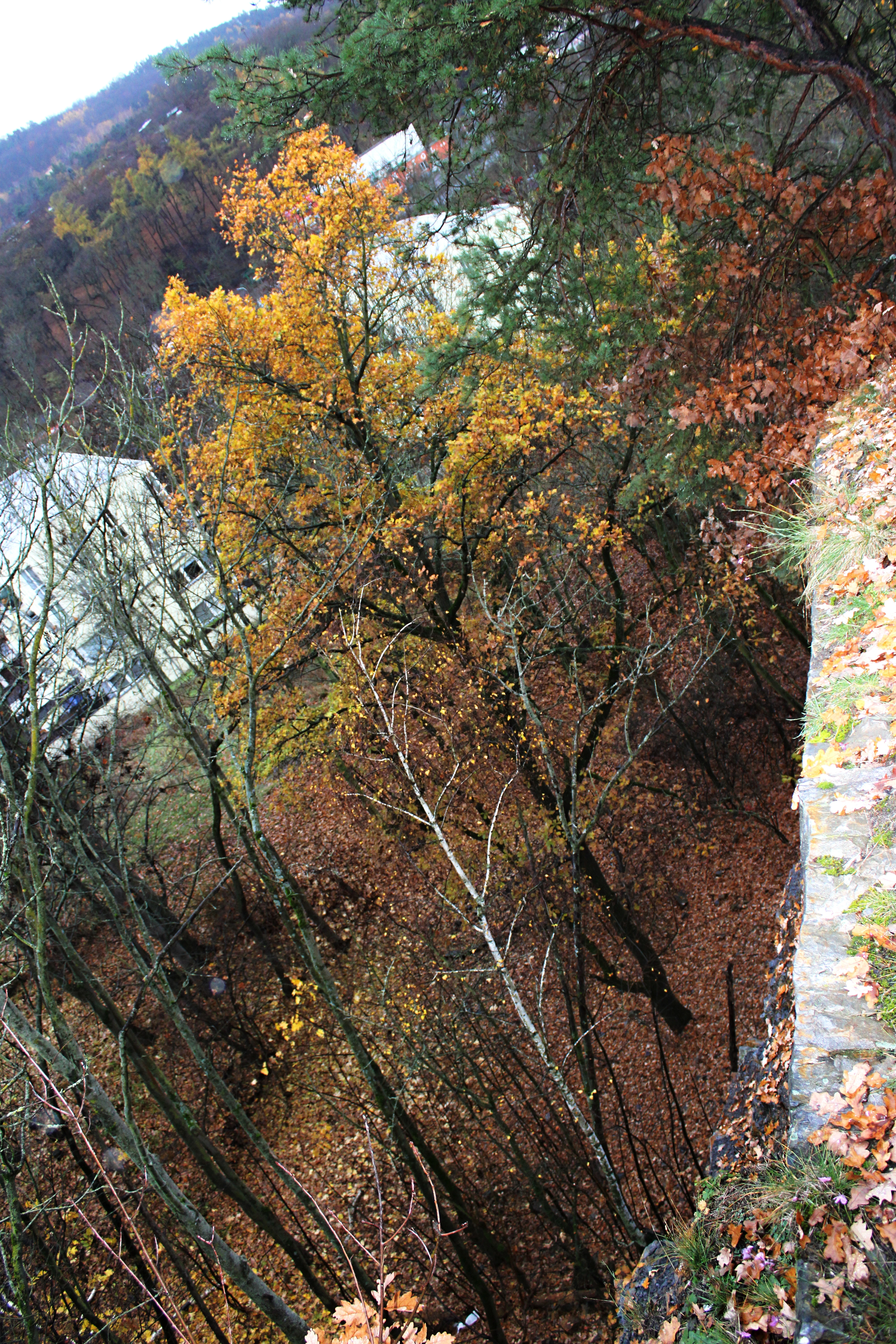 Hrana lesa, kde končí stromy a začíná volný prostor