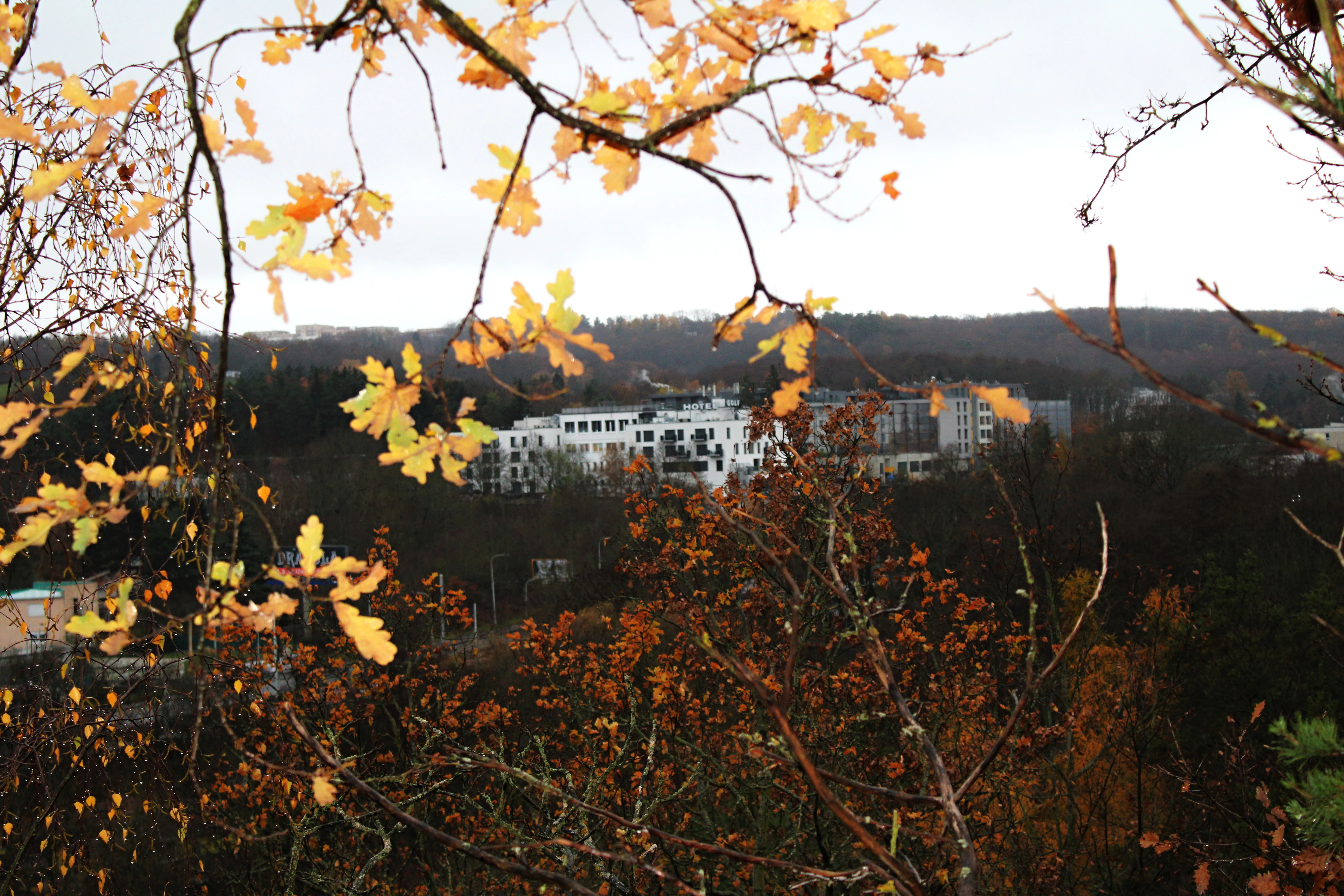 Výhled z lesa přes větve do krajiny v mlhavém počasí