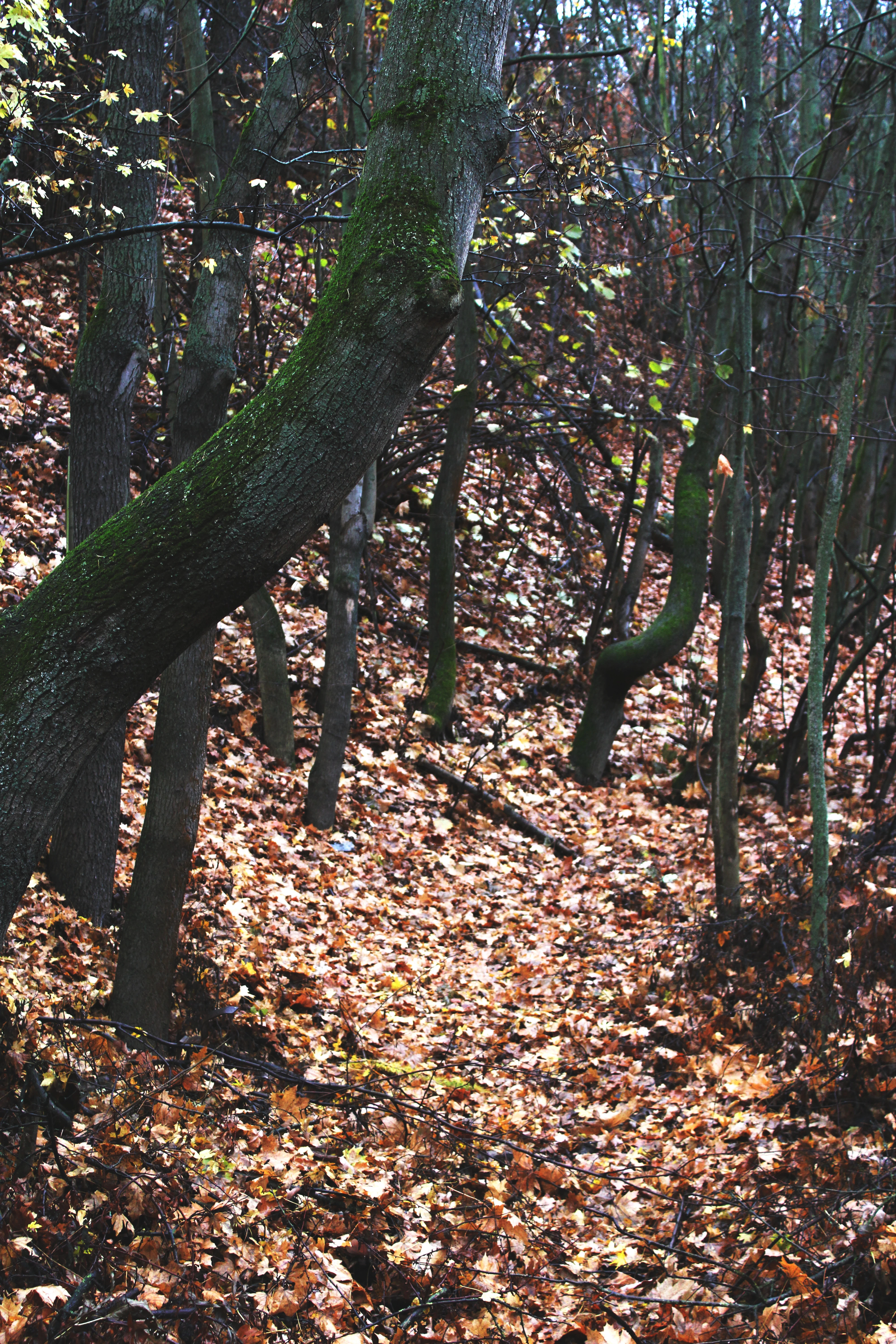 Zkroucený kmen stromu mezi rovnými stromy v lese
